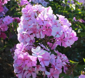 Флоксы многолетние. Радость жизни = Посадка и уход. - flox_65525.jpg