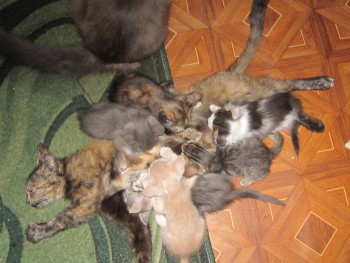 Кого из животных вы содержите? Фото приветствуется. - тк.jpg