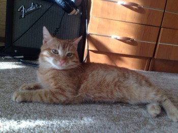 Кого из животных вы содержите? Фото приветствуется. - IMG_0340.JPG