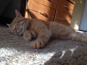 Кого из животных вы содержите? Фото приветствуется. - IMG_0342.JPG