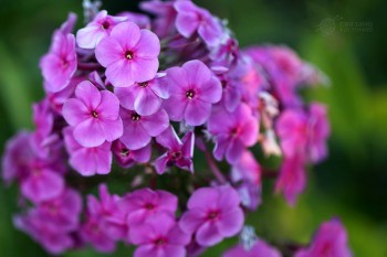 Флоксы многолетние. Радость жизни = Посадка и уход. - 13615199_1579955848965548_1320408426452610464_n.jpg