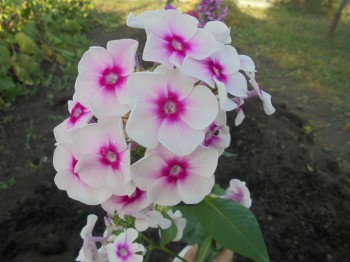 Флоксы многолетние. Радость жизни = Посадка и уход. - DSC03264.JPG