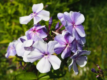 Флоксы многолетние. Радость жизни = Посадка и уход. - P7103045.JPG