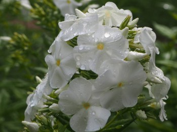 Флоксы многолетние. Радость жизни = Посадка и уход. - P7113097.JPG