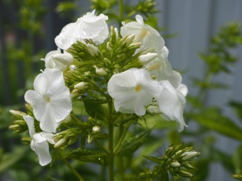 Флоксы многолетние. Радость жизни = Посадка и уход. - P7113095.JPG