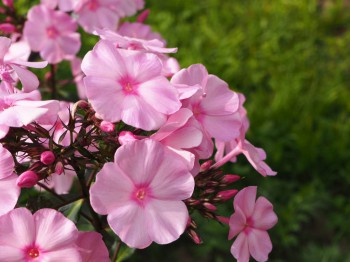 Флоксы многолетние. Радость жизни = Посадка и уход. - P7301537.JPG