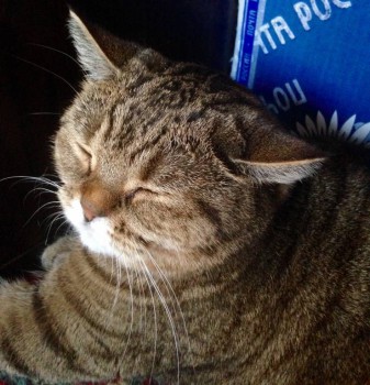 Кого из животных вы содержите? Фото приветствуется. - image.jpg