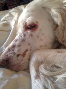 Кого из животных вы содержите? Фото приветствуется. - image.jpg