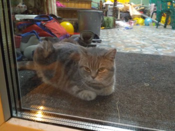 Кого из животных вы содержите? Фото приветствуется. - IMG_20170102_214311.jpg