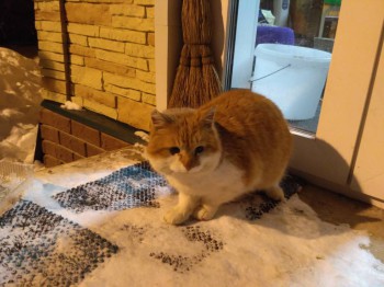 Кого из животных вы содержите? Фото приветствуется. - IMG_20170130_194900.jpg