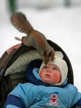 Cмешное из жизни животных. Фото и видео из интернета. - image.jpg