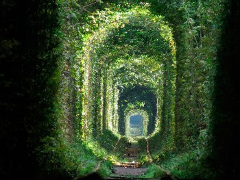 Красавица-Земля  - тоннель любви1.jpeg