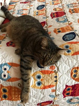 Кого из животных вы содержите? Фото приветствуется. - к.jpg