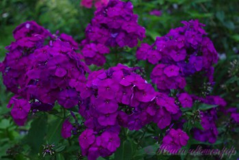 Флоксы многолетние. Радость жизни = Посадка и уход. - image.jpg