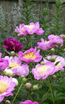 Обзор интересных растений для сада --- на заметку  - image.jpg