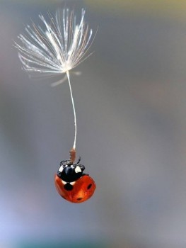 В мире животных фото, видео  - image.jpg