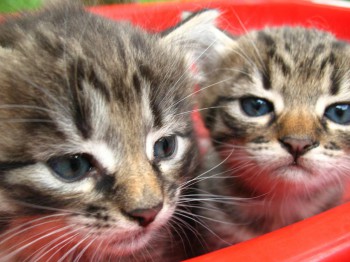 Садово-огородные дела. - IMG_0309.JPG