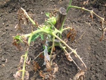 Садово-огородные дела. - IMG_0631.JPG