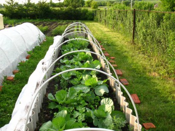 Садово-огородные дела. - IMG_0043.JPG