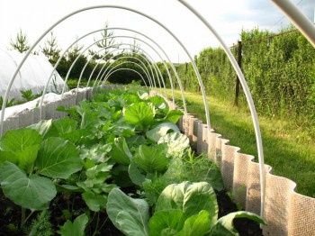 Садово-огородные дела. - IMG_0044.JPG