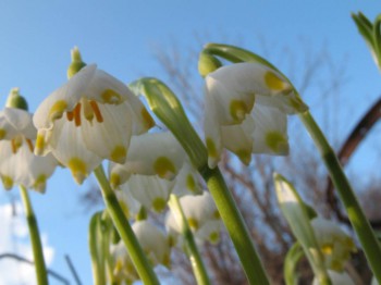 Садово-огородные дела. - ц.JPG
