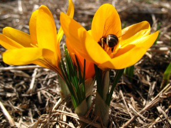 Садово-огородные дела. - IMG_0009.JPG