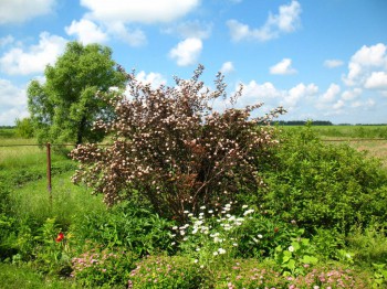 Садово-огородные дела. - IMG_0009.JPG