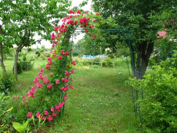 Садово-огородные дела. - IMG_0014.JPG