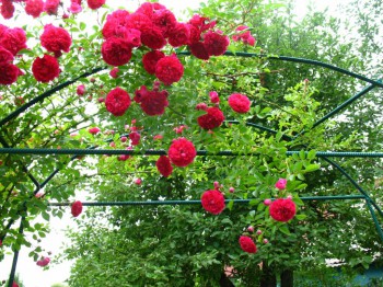 Декоративные садовые растения. - IMG_0016.JPG