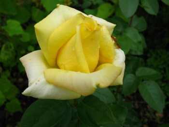 Декоративные садовые растения. - IMG_0036.JPG