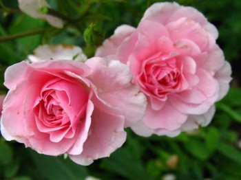 Декоративные садовые растения. - IMG_0030.JPG