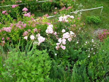 Декоративные садовые растения. - IMG_0034.JPG