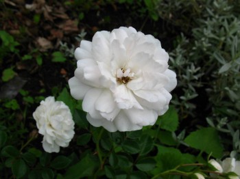 Декоративные садовые растения. - IMG_0037.JPG