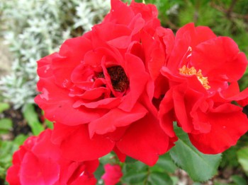 Декоративные садовые растения. - IMG_0038.JPG