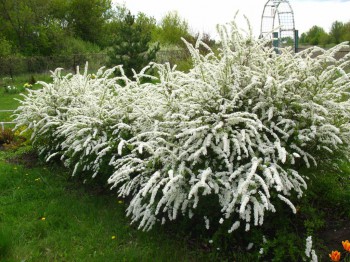 Декоративные садовые растения. - IMG_0003.JPG