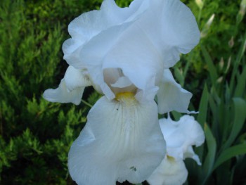 Декоративные садовые растения. - IMG_0125.JPG