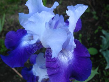 Декоративные садовые растения. - IMG_0186.JPG