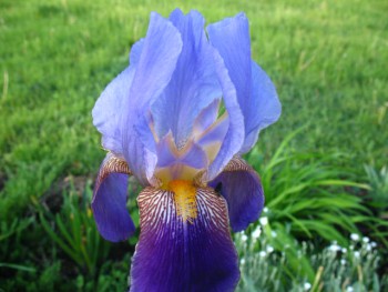 Декоративные садовые растения. - IMG_0121.JPG