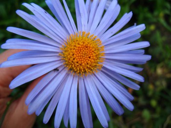 Здравствуйте,давайте знакомиться-2 - IMG_0248 (3).JPG