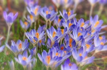 Молитва Ефрема Сирина. - цветы.jpg