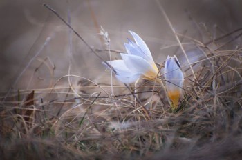 Молитва Ефрема Сирина. - 17190378_398522727194783_5396238222758533881_n.jpg