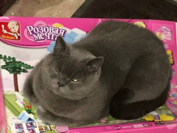 Кого из животных вы содержите? Фото приветствуется. - IMG_0111.JPG