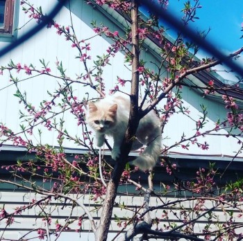 Чернигов Древний. Городские хроники - весна3.jpg