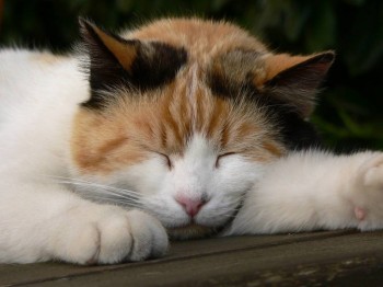 Доброго утра Хорошего дня Спокойной ночи  - Mp7MBfD_lYo.jpg