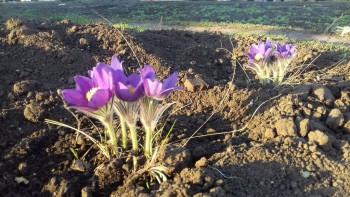 Цветник без хлопот. - 20170430_180454.jpg