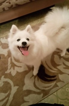 Кого из животных вы содержите? Фото приветствуется. - _20170522_211339.JPG