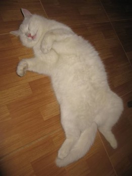 спим только так на теплом полу