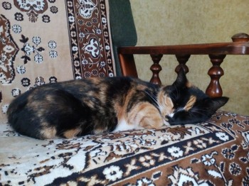 Кого из животных вы содержите? Фото приветствуется. - IMG_20170524_101005.jpg