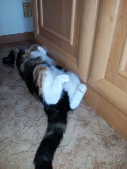 Кого из животных вы содержите? Фото приветствуется. - IMG_20170505_152248.jpg