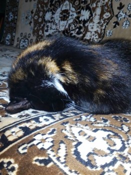 Кого из животных вы содержите? Фото приветствуется. - IMG_20170524_102437.jpg